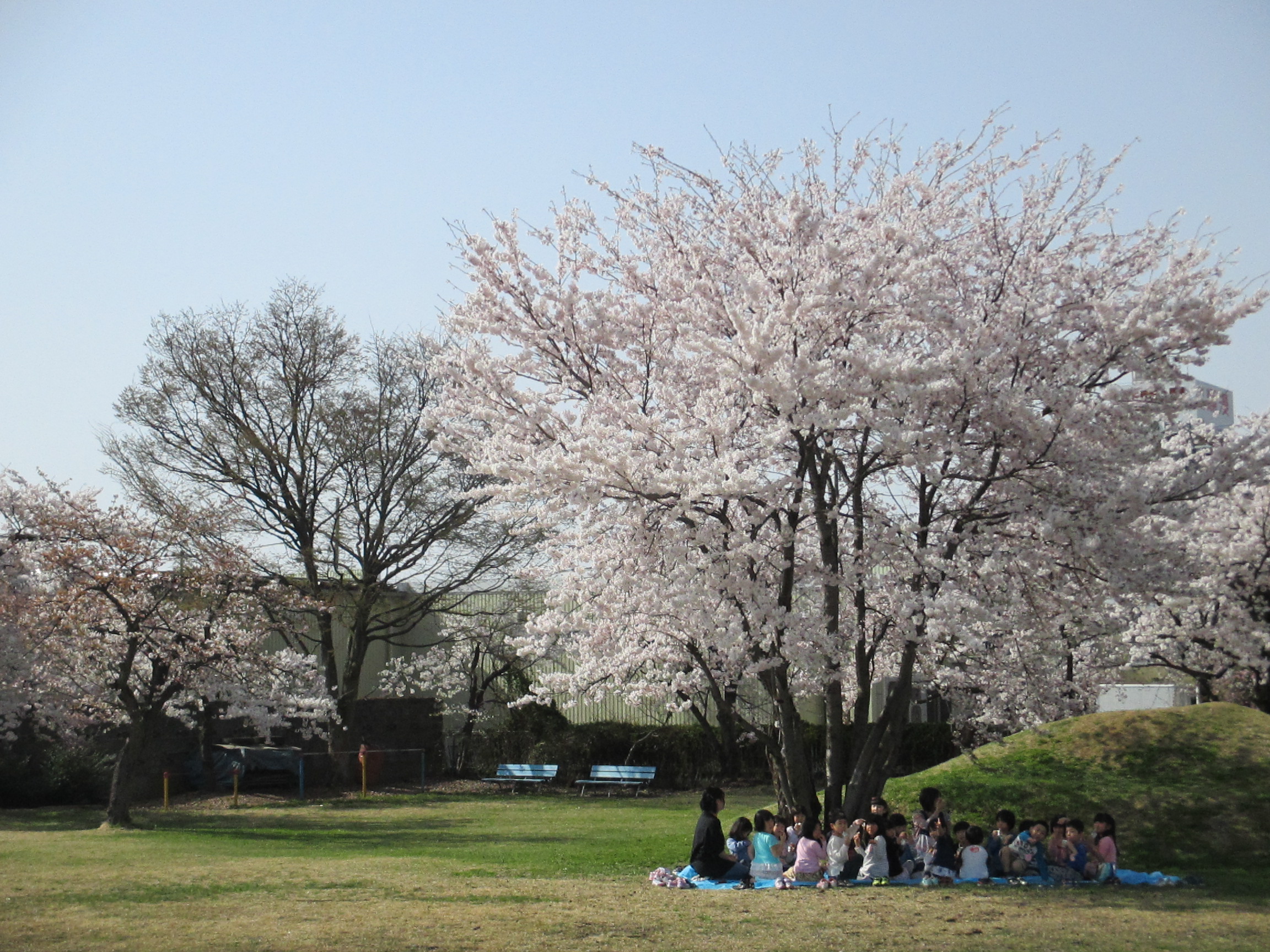 桜